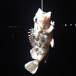 太刀魚リベンジ