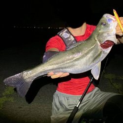 ナイトシーバス