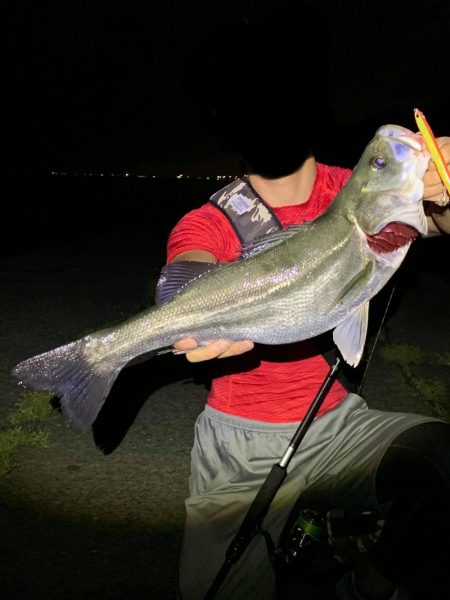 ナイトシーバス