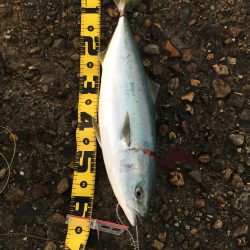 リベンジショアジギング