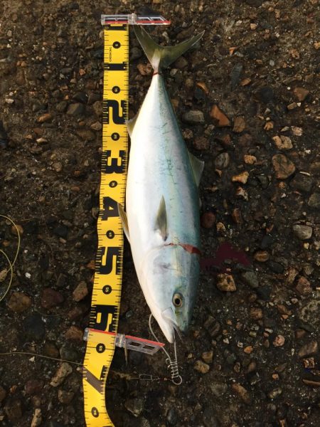 リベンジショアジギング