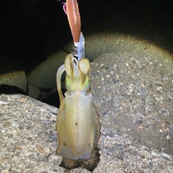 アオリイカ日々成長してます(^｡^)