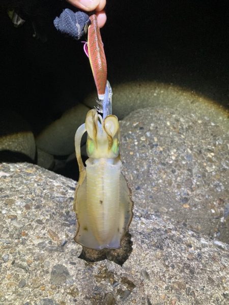 アオリイカ日々成長してます(^｡^)