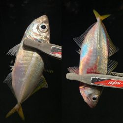 豆アジを釣るための答え合わせ