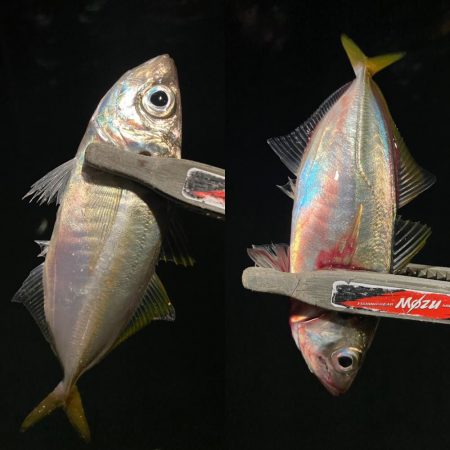 豆アジを釣るための答え合わせ