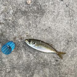 秋はイカがおすごし?