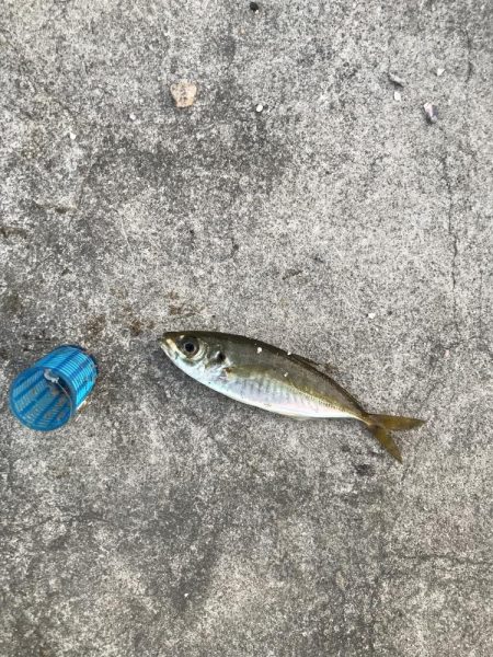 秋はイカがおすごし?