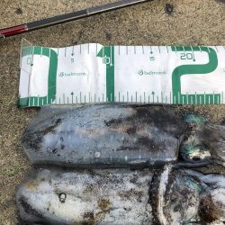 2021 佐渡ヶ島エギング 20回目