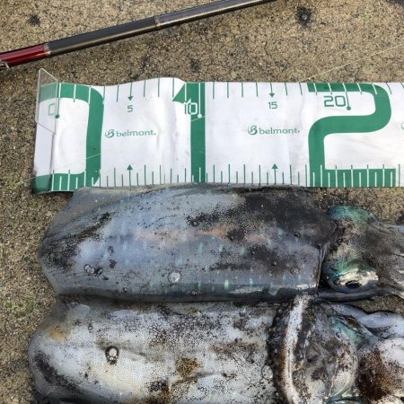 2021 佐渡ヶ島エギング 20回目