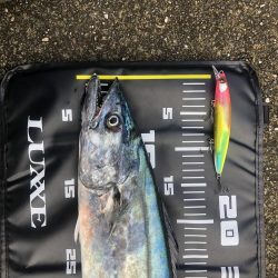 今年もサワラが釣れました