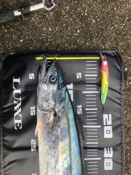 今年もサワラが釣れました
