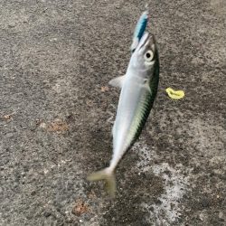 サバラッシュ!!