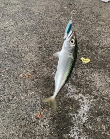 サバラッシュ!!