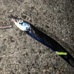 もう夜釣りは激寒です