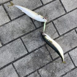 今朝は控え目な鯖無限城ww