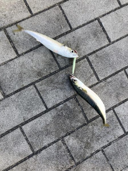 今朝は控え目な鯖無限城ww