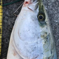 モーニング後のラッシュ