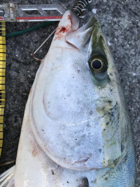 モーニング後のラッシュ