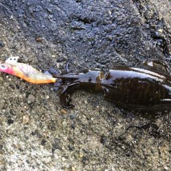 アオリイカエギング　ランガン