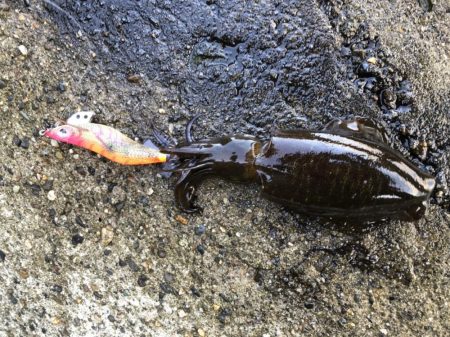 アオリイカエギング　ランガン