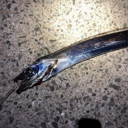 今シーズン初タチ