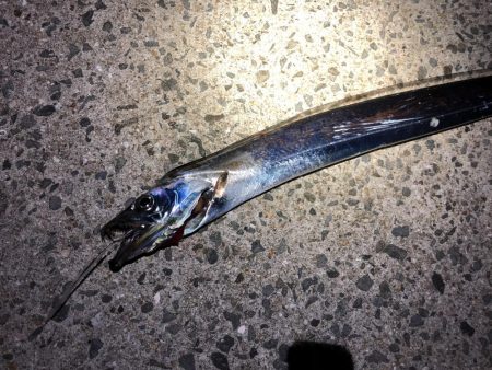 今シーズン初タチ