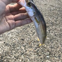 アジングのつもりが、サゴシが大爆釣！！