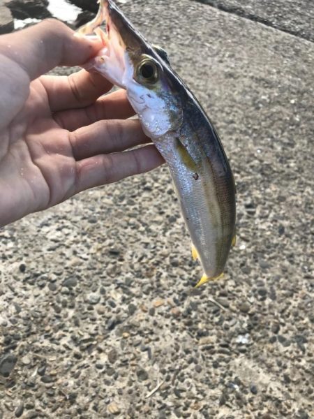 アジングのつもりが、サゴシが大爆釣！！