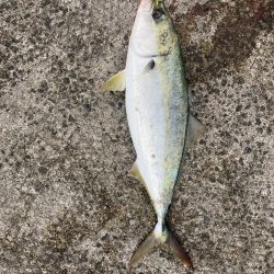 西宮ケーソン ギリギリメジロ上がりました