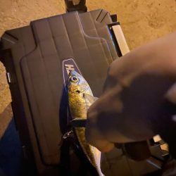 短時間アジング