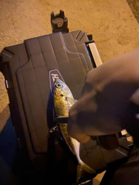 短時間アジング