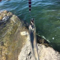 イカと太刀魚と青物