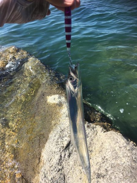 イカと太刀魚と青物