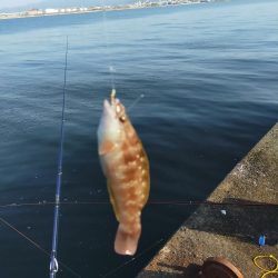 2年越しのタチウオ