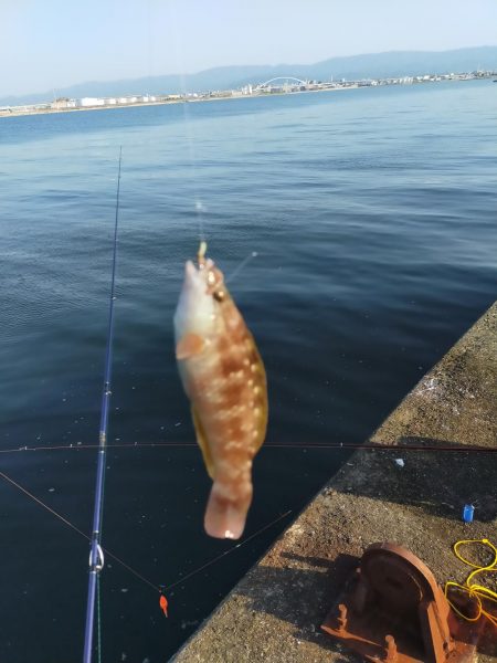 2年越しのタチウオ