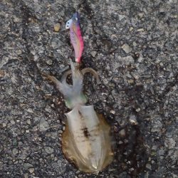 エギング墨付け完了