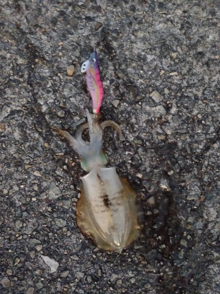 エギング墨付け完了