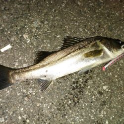 会社帰り釣行は激熱だった!