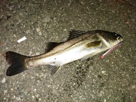 会社帰り釣行は激熱だった！