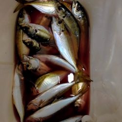 やっとシーズンインか？