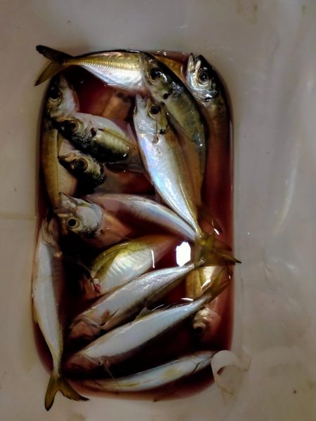 やっとシーズンインか？