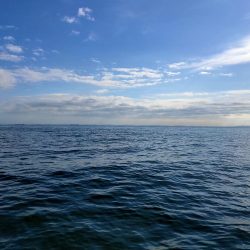 久々のシーバス