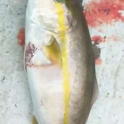 アオハタ高活性