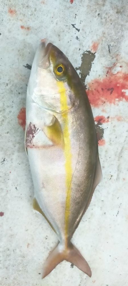 アオハタ高活性