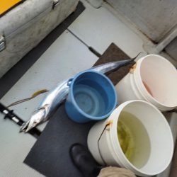 人生初の太刀魚は東京湾ドラゴン！