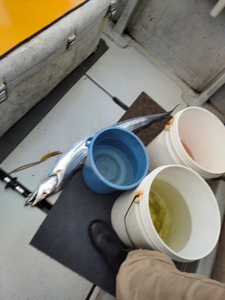 人生初の太刀魚は東京湾ドラゴン！