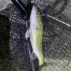 名古屋港シーバス