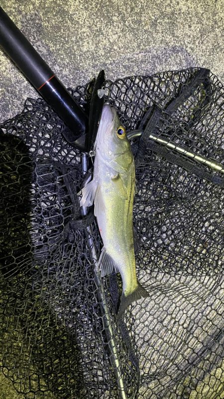 名古屋港シーバス