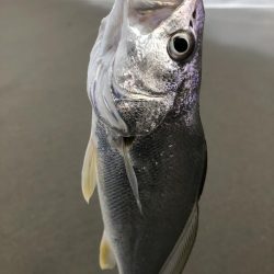 初御前崎サーフ