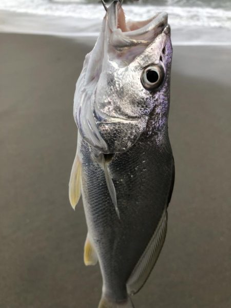 初御前崎サーフ